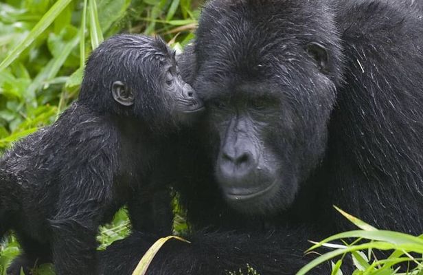 3-Day Private Guided Gorilla Trekking Uganda and Batwa Experience