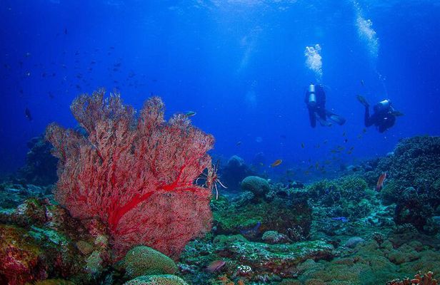 Two fun dives morning trip