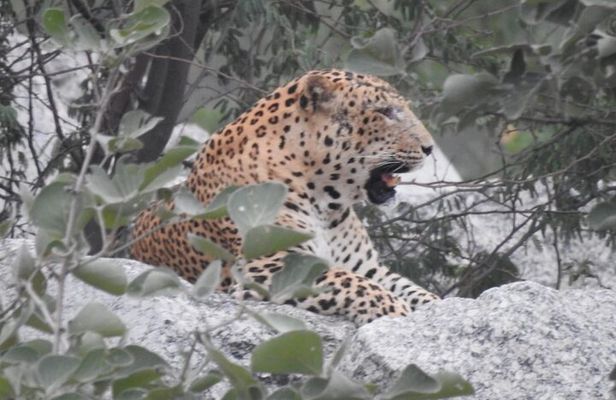 2 Days Safari Tour in Jawai and Jodphur