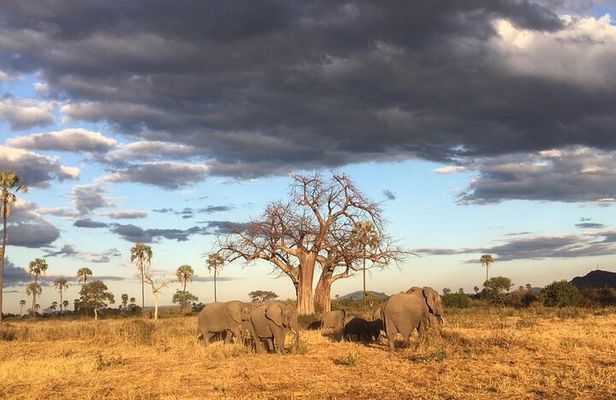 1-Day Private Safari in Mikumi from Zanzibar
