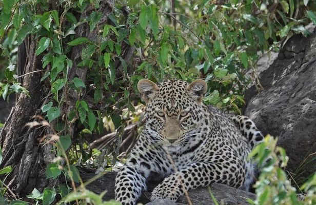 7 Day Classic Kenyan Safari with Unlimited Game Drives
