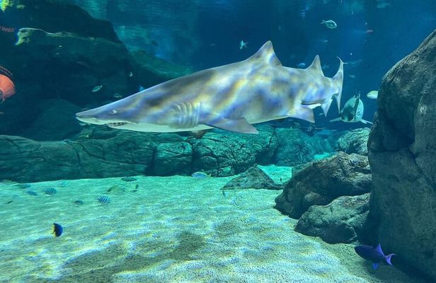 Snorkeling with Giant Turtles, The Odyseo Aquarium & Port Louis