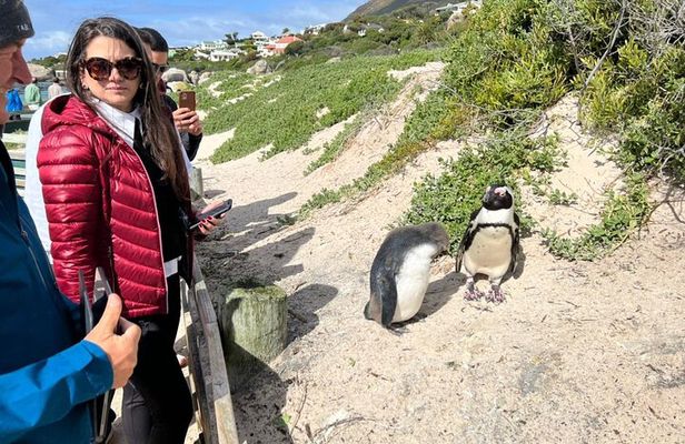 Private Tour Cape Point, Cape Of Good Hope & Penguins