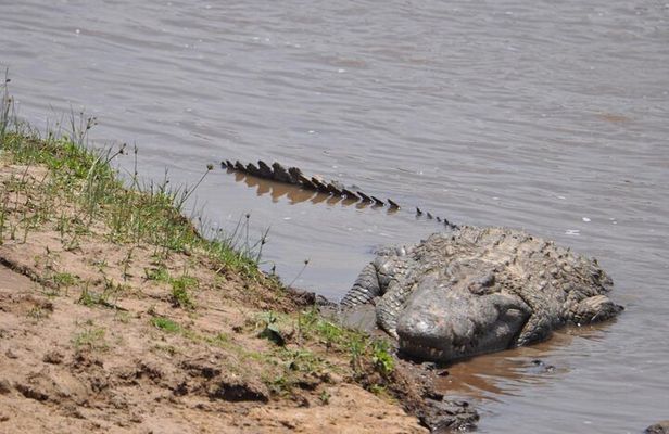 4 Days Lake Nakuru and Masai Mara Safari