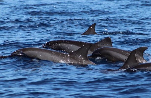 Whale Watching at TAHITI with Tahiti Snorkeling and Whale tour