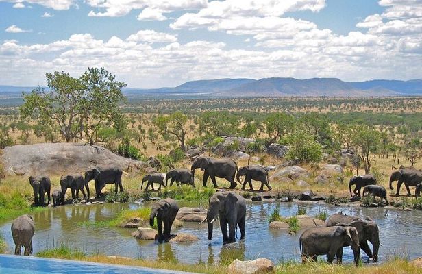 Full Day Safari From Durban to Hluhluwe-Imfolozi Game Reserve