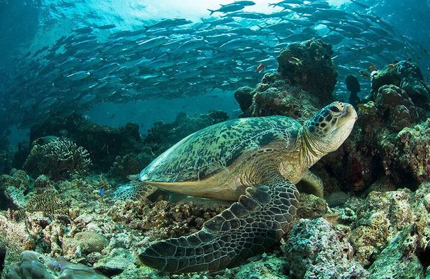 Snorkeling at Caño Island