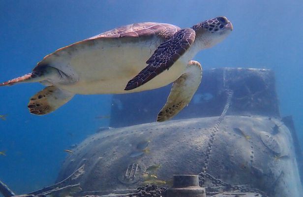 Swim With Turtles 