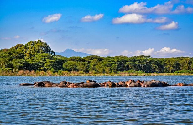 4-Day Masai Mara, L Naivasha and L Nakuru Safari