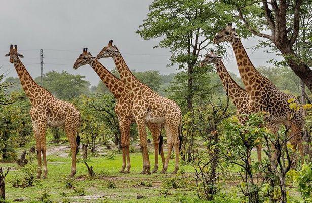 2-Day Drakensberg Mountains & Tala Game Reserve Tour from Durban