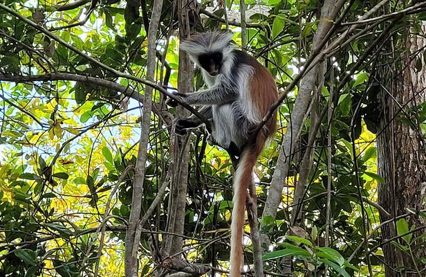 Zanzibar tours