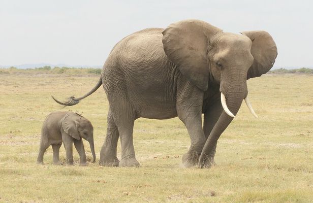 Private Amboseli day Tour in 4x4 Landcruiser