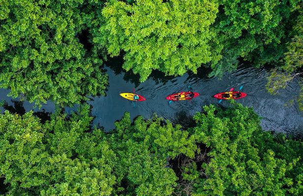 Afternoon Guided Kayak Tour on the Tamarin River