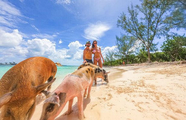 Nassau: Bahamas Swimming Pigs & Pearl Island Beach with Lunch