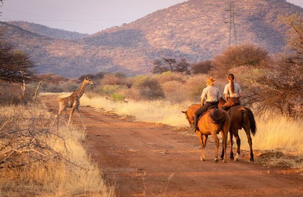Horseback Safari and Wine Tasting Private Guided Tour