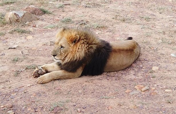 Cape Town - Aquila Safari tour