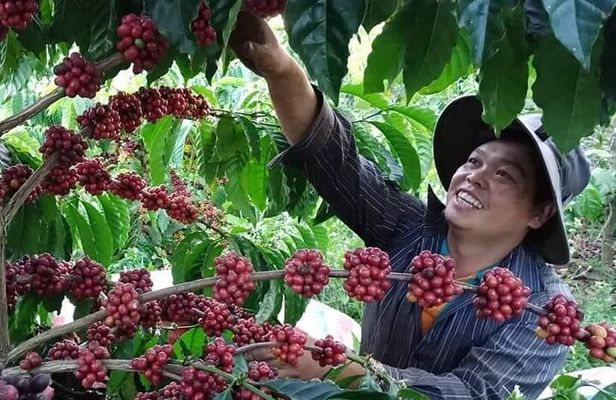 Coffee & Culture Experience _From Farm to Cup by Elon Farm