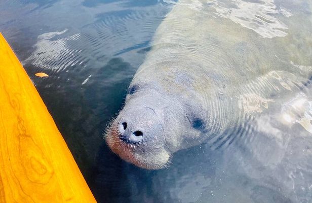 Dolphin and Manatee Adventure Tour of Sarasota with Olde Florida History!