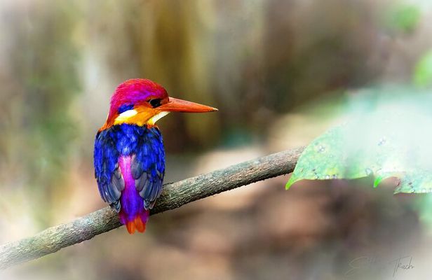 Bondla Wildlife Sanctuary with Lunch in Spice Plantation in Goa