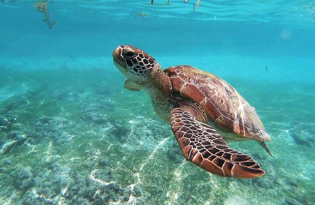 Turtle Akumal Adventure! Tulum Ruins and Cenote from Riviera Maya