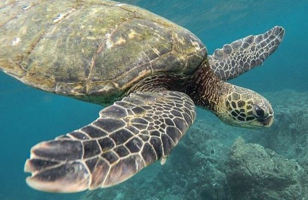 Tulum Ruins & Turtles Swim! Round Transportation From Cancun & Riviera Maya