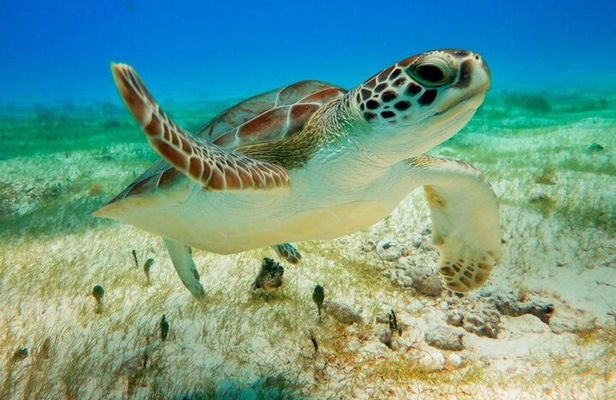 Turtle Swim & Tulum Ruins! Round Transportation from Playa del Carmen