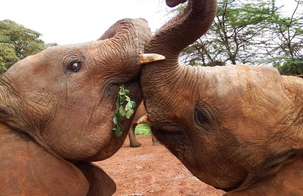 Half day tour to Elephant orphanage & Giraffe Centre Nairobi