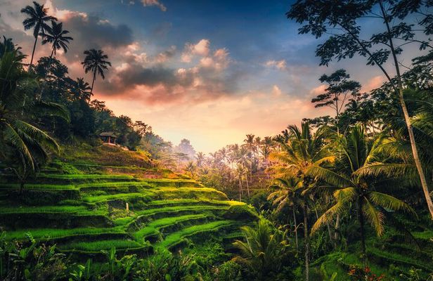 Ubud waterfall, rice terraces, and swing explore