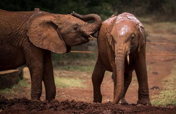 Elephant Orphanage, Giraffe Center & Bomas of Kenya Day Tour