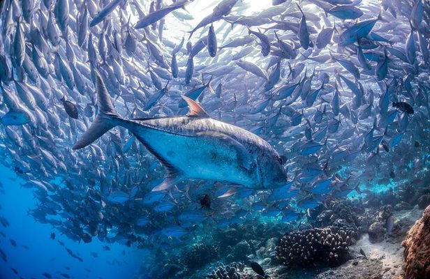 (3 Days) PADI Open Water Diver Course Kota Kinabalu