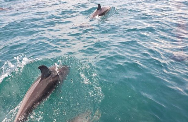 Jacksonville Private Boat Tour Daytime or Sunset, up to 6 people