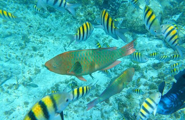 Isla Mujeres Basic Tour in Catamaran with Snorkel and Open Bar