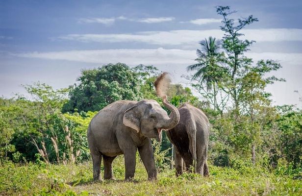 An Afternoon with the Elephants at Phuket Elephant Sanctuary