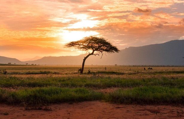 6 Days of Kenyan Wonders: Amboseli, Lake Nakuru, and Masai Mara