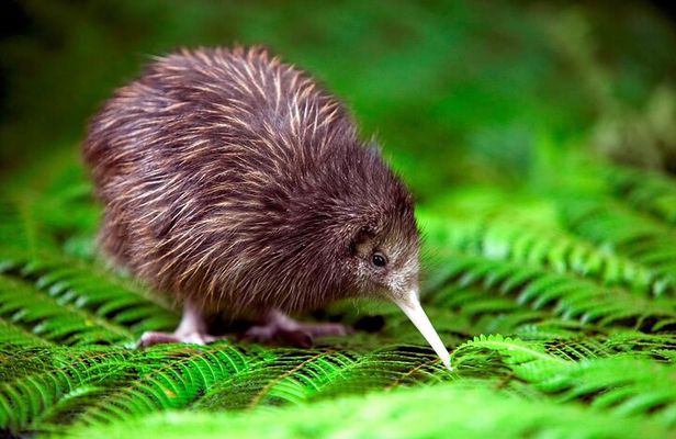 National Kiwi Hatchery - Kiwi Encounter Guided Tour