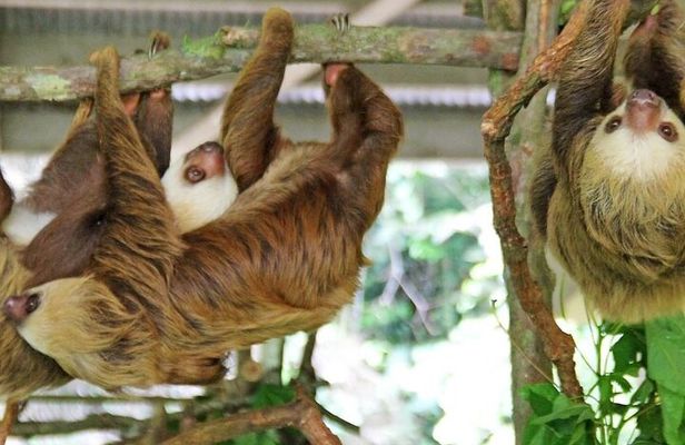 A Day With Nature: Boat Trip on Gatun Lake and The Aerial Tram