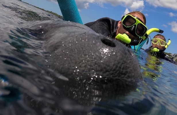 VIP Private Boat Manatee Snorkel Tour with In-Water Guide and Photograper