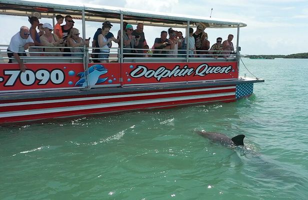 Dolphin Watching/Eco Cruise, John's Pass, Madeira Bch, FL