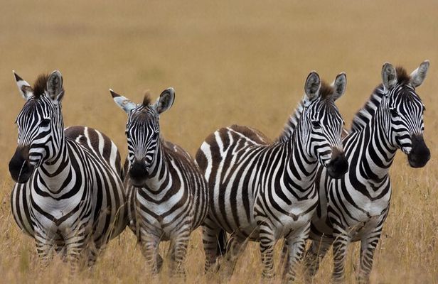 Masai Mara Game Drive