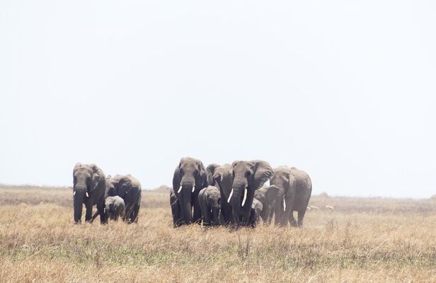 6-Day Ndutu Migration Calving Season Safari