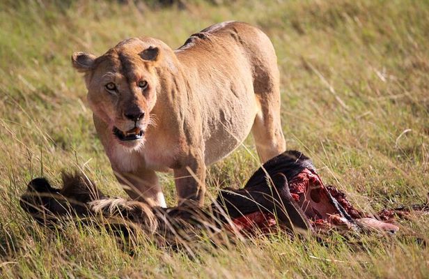3 Days Tsavo East & Amboseli (2 Nights)