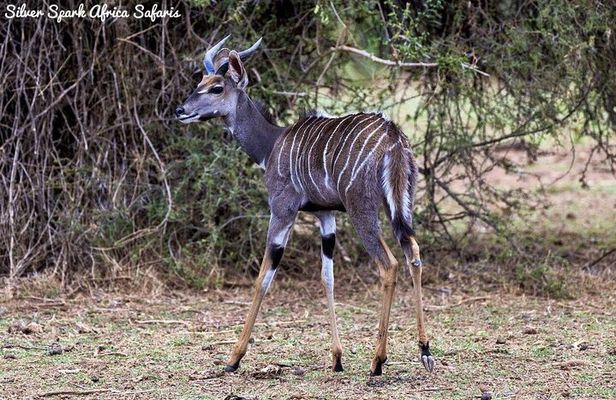 7-Day Amboseli Park, Lake Nakuru, Maasai Mara Park