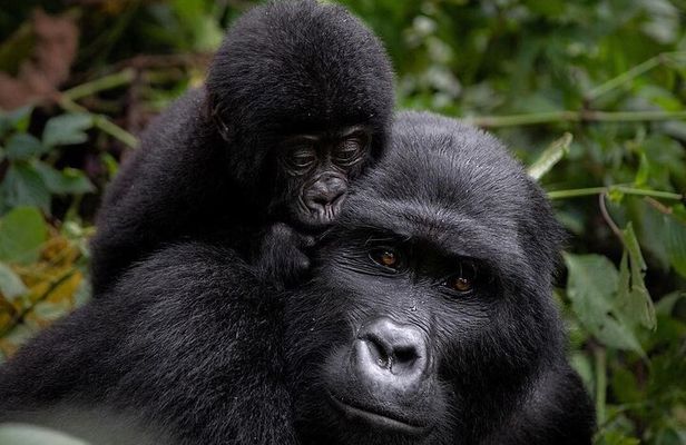3 Days gorilla trekking Safari tour in Uganda