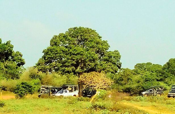 Sinharaja Rainforest & Udawalawe Safari - 2 Days, All Inclusive
