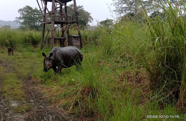 Jeep safari 4×4 (4-5 hrs. Sharing) inside Chitwan National Park.