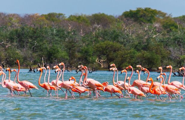 Sanctuary of Flamingos Day Tour
