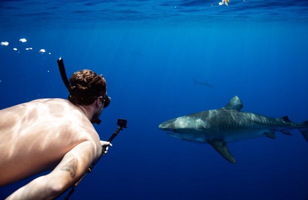 Private Shark Dive, Oahu, Hawaii (6 Guest)