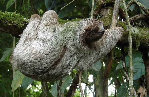 Tour Guidos en Bosque Lluvioso del Ecocentro Danaus