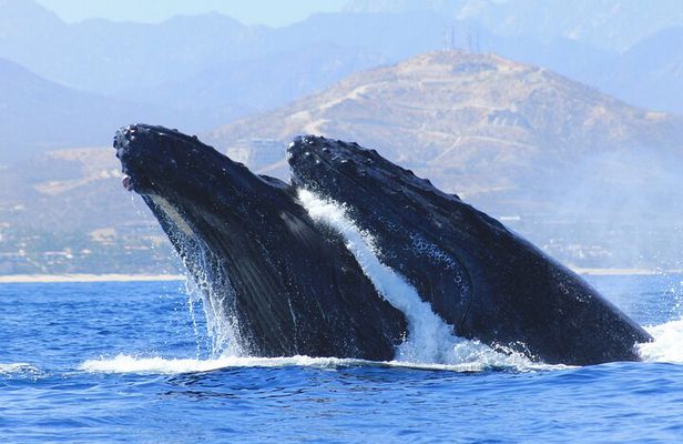 Los Cabos Whale Watching (Transportation and Pictures Included)