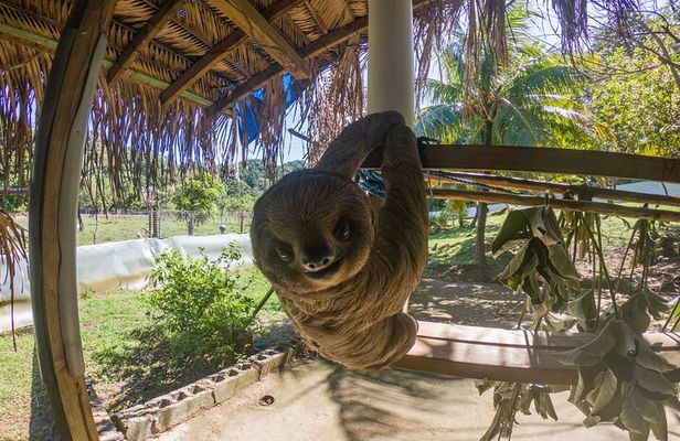 Private Tour to Monkey and Sloth Sanctuary with Optional Add-Ons and Stops